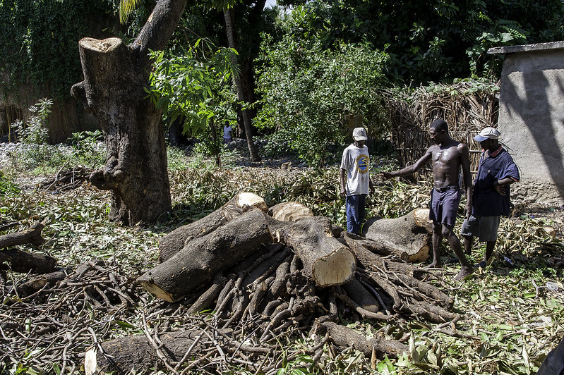 Mango tree cut down for charcoal, Les Anglais, South Department, Haiti