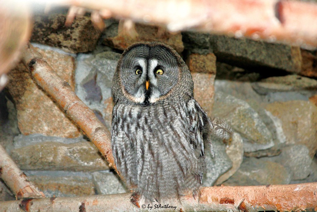 Bartkauz - Eule/owl
