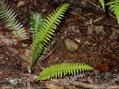 Stone and Fern | by mikecogh