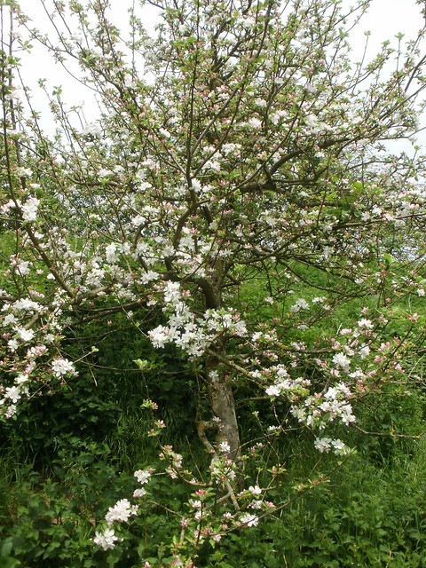 Blossom on fruit tree 