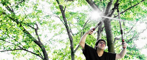 Your Intro to Tree Maintenance | by billp121
