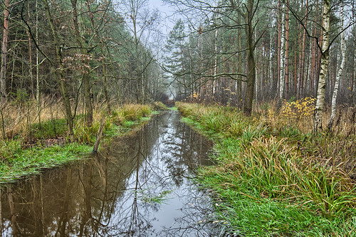 Mielec by piotrguzek, las autumn water woods forrest poland mielec hdr d7100 podkarpackievoivodeship