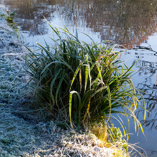 Frost: reeds by a canal