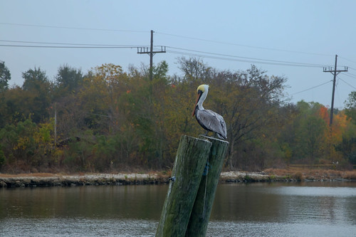 pelicans birds animals canon louisiana bayou coastal pilings hdr gulfcoast photomatix lafourcheparish goldenmeadow canon6d ilobsterit