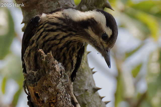 Gray-capped Woodpecker / 小啄木 (Dendrocopos canicapillus)