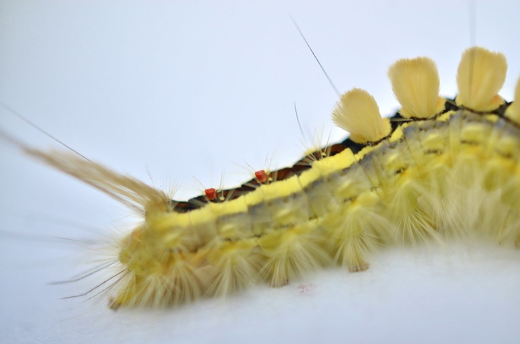 Kaljerri Insect 20130707 | 20130707 | K i N | Flickr
