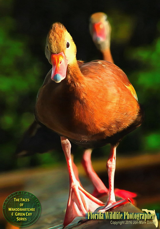 Face to Face with a Black Bellied Whistling Duck.