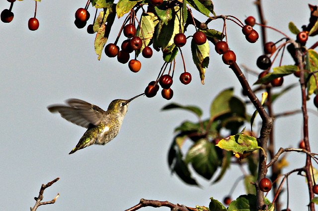 Anna's Hummingbird feeding on berries