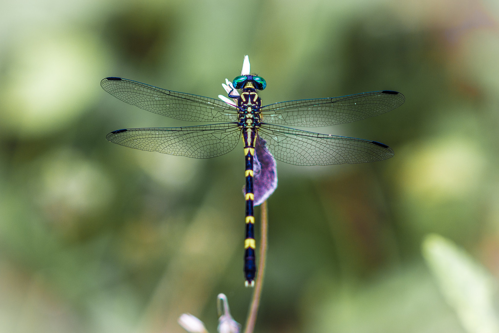 Dragon fly - Indonesia