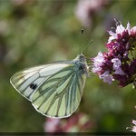 A Back-lit Green-veined White