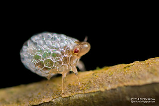 Spittle bug nymph (Cercopoidea) - DSC_2982