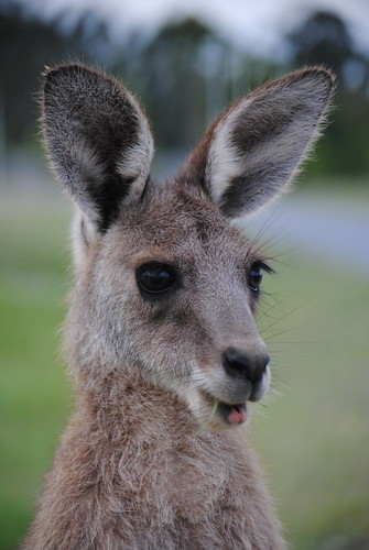 Baby kangaroo, USC Sippy Downs