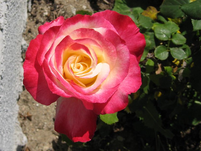 IMG_5646 North Hollywood, California - La Rosa bicolore!