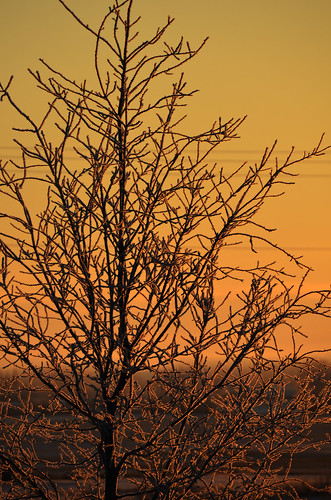 november autumn winter canada tree fall sunrise alberta 2014 十一月 11月 霜月 カナダ shimotsuki アルバータ州 frostmonth jūichigatsu 平成26年