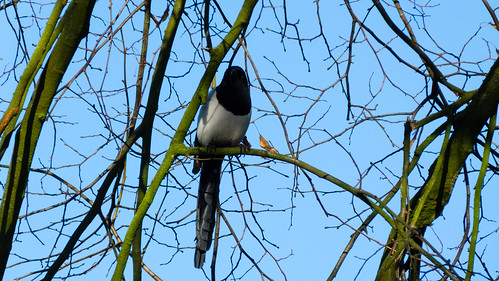 Looking out for anything to scrounge: magpie, West Park
