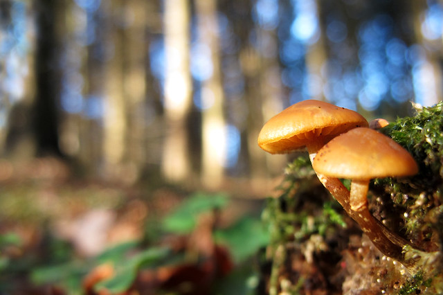 Magical tiny World of Mushrooms