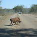 South Africa Wild Animals