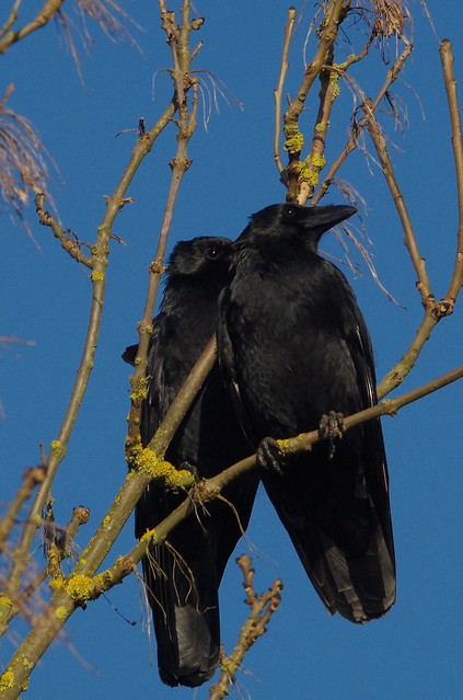 IMGP9369 Carrion Crows, Fen Drayton Lakes, January 2015