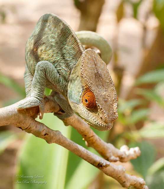 Parsons's Chameleon - Female -Calumma parsonii