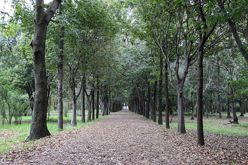 viveros de coyoacán cdmx perspectiva otoño vanishing point paths caminhos árboles tree pics fall autumn