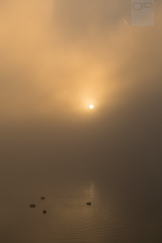 I Know You Are There by Daniele Pauletto, Sunrise on Pusiano Lake. Fog is always fascinating.

Follow me:
<a href="https://twitter.com/sonicop