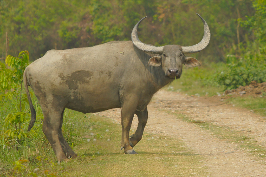 endangered Wild Asian Water Buffalo, Kaziranga NP, India.