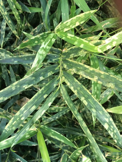 Bamboo spider mites injury to bamboo leaves in Waikiki