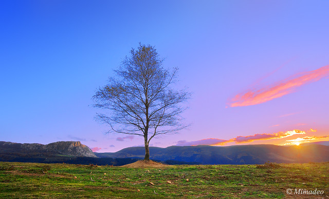 lonely treee at sunset near Itxina mountain