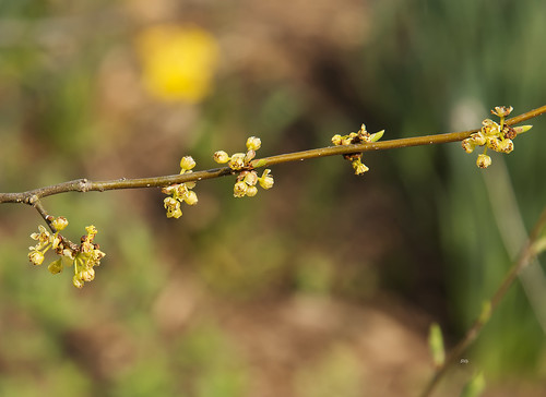 plants yellow virginia flickr unitedstates williamsburg magnoliidae laurales laurellauraceae vanative
