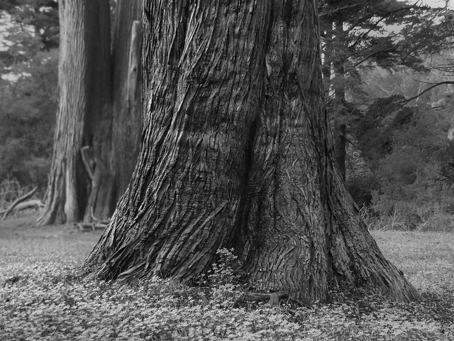 tree trunk in Golden Gate Park, San Francisco (2014)