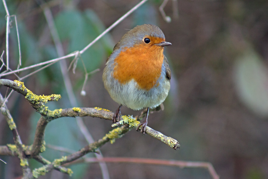 Lovely Robi Robin | A lovely Robin this afternoon | richard_brown169 | Flickr