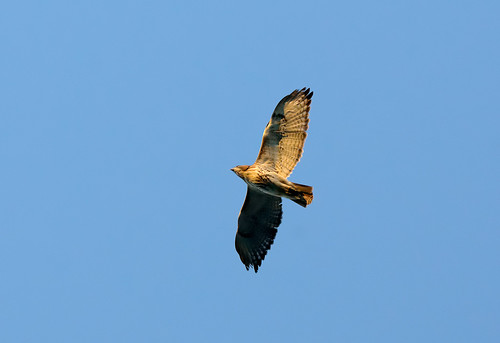 bird wings hawk feathers feather raptor flap soar bif redtailedhawk buteojamaicensis birdinflight