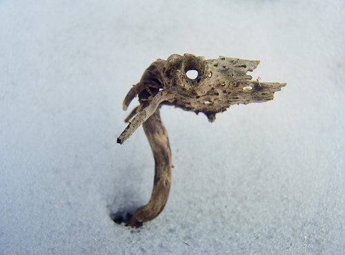 Snow Dragon