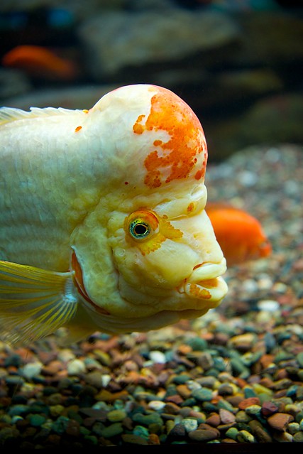 Bulbous-Headed Fish