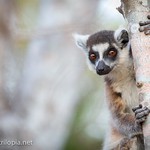 Curious Ring Tailed Lemur