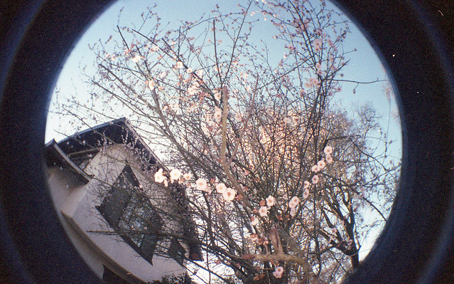 plum blossoms