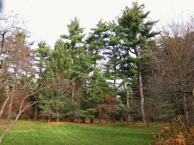 Dow Gardens - tall pines