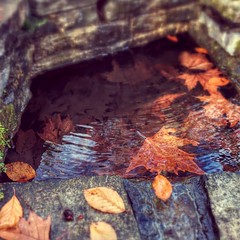 Leafs #villacarlotta #villa #leafs #nature #water #leaf #lagodicomo #comolake #como #igerscomo #igersmodena #ig_modena #winter #garden #ortobotanico #carlotta #nexus5 #nexus #colors