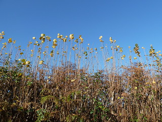 Hedgerow in Autumn (Eridge Circular)