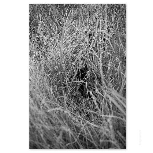 Cats June 2016  #cat #photograph #blackandwhitephotography #catsofinstagram | by banjocamera