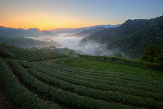 襲來 Emerald Waves  ~Dawn  with  fog  on Tea Garden @ 坪林 Pinglin, Taipei  ~ | by PS兔~兔兔兔~