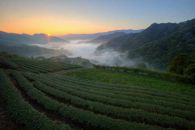 襲來 Emerald Waves  ~Dawn  with  fog  on Tea Garden @ 坪林 Pinglin, Taipei  ~