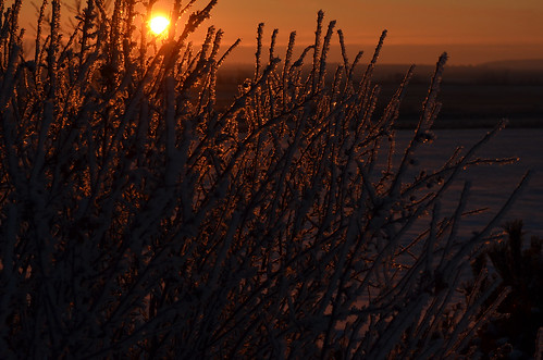 november autumn canada fall sunrise frozen bush frost alberta 2014 十一月 11月 霜月 カナダ shimotsuki アルバータ州 frostmonth jūichigatsu 平成26年