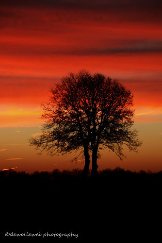 trees tree sunrise skies overijssel zonsopkomst sibculo vechtdal overijsselsvechtdal vechtdaloverijssel