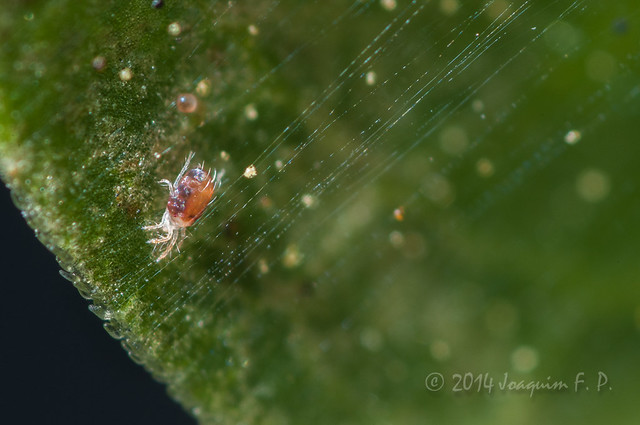 Araña roja (Tetranychus urticae) en sus hilos de seda
