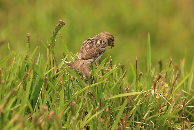 Female Sparrow Tiu Captured Insect New Zealand