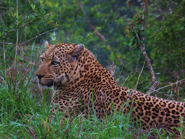 Leopardo en África