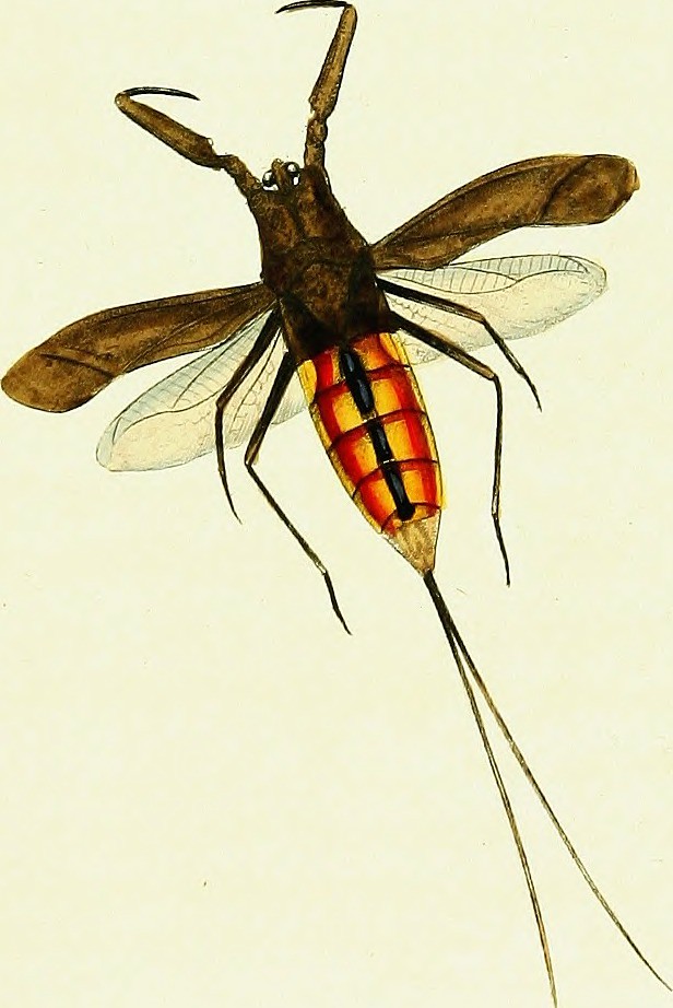 First Type Insects Image from page 94 of