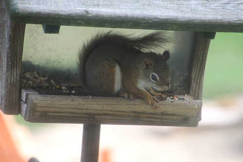Red Squirrel at Birdfeeders (Saline, Michigan) - August 23… | Flickr