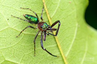 Wide jaw jumping spider (cf. Cobanus sp.) - DSC_7360